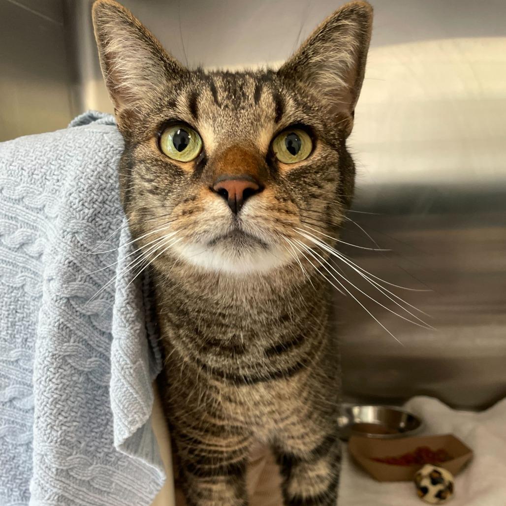 Spike, Adoptable, Adult Male Domestic Short Hair & Mixed Breed.
