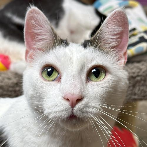 Headlight, Adoptable, Adult Male Domestic Short Hair.