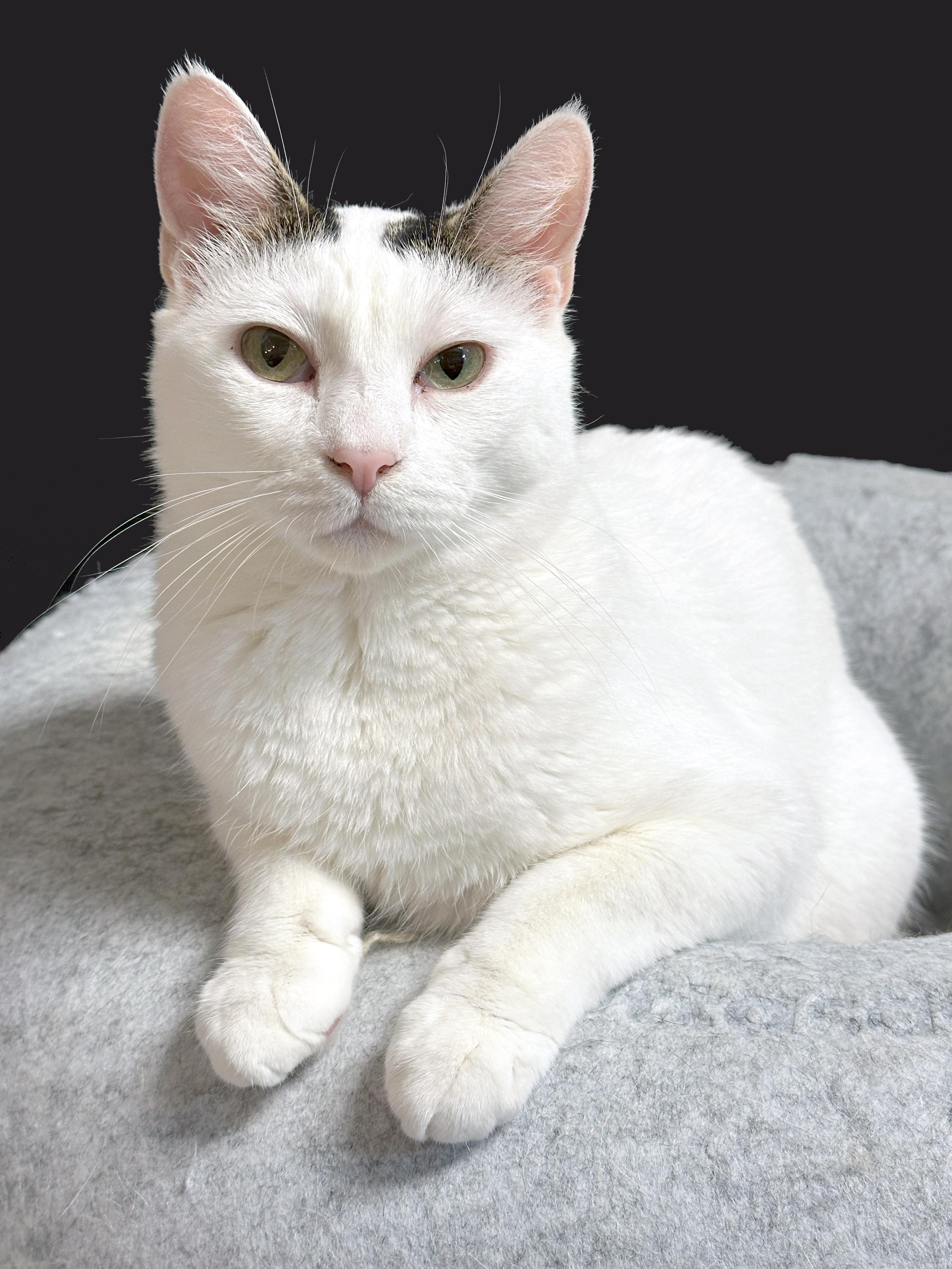 Enlarge Headlight, a Adoptable Domestic Short Hair in Crystal Lake, IL image 2/6
