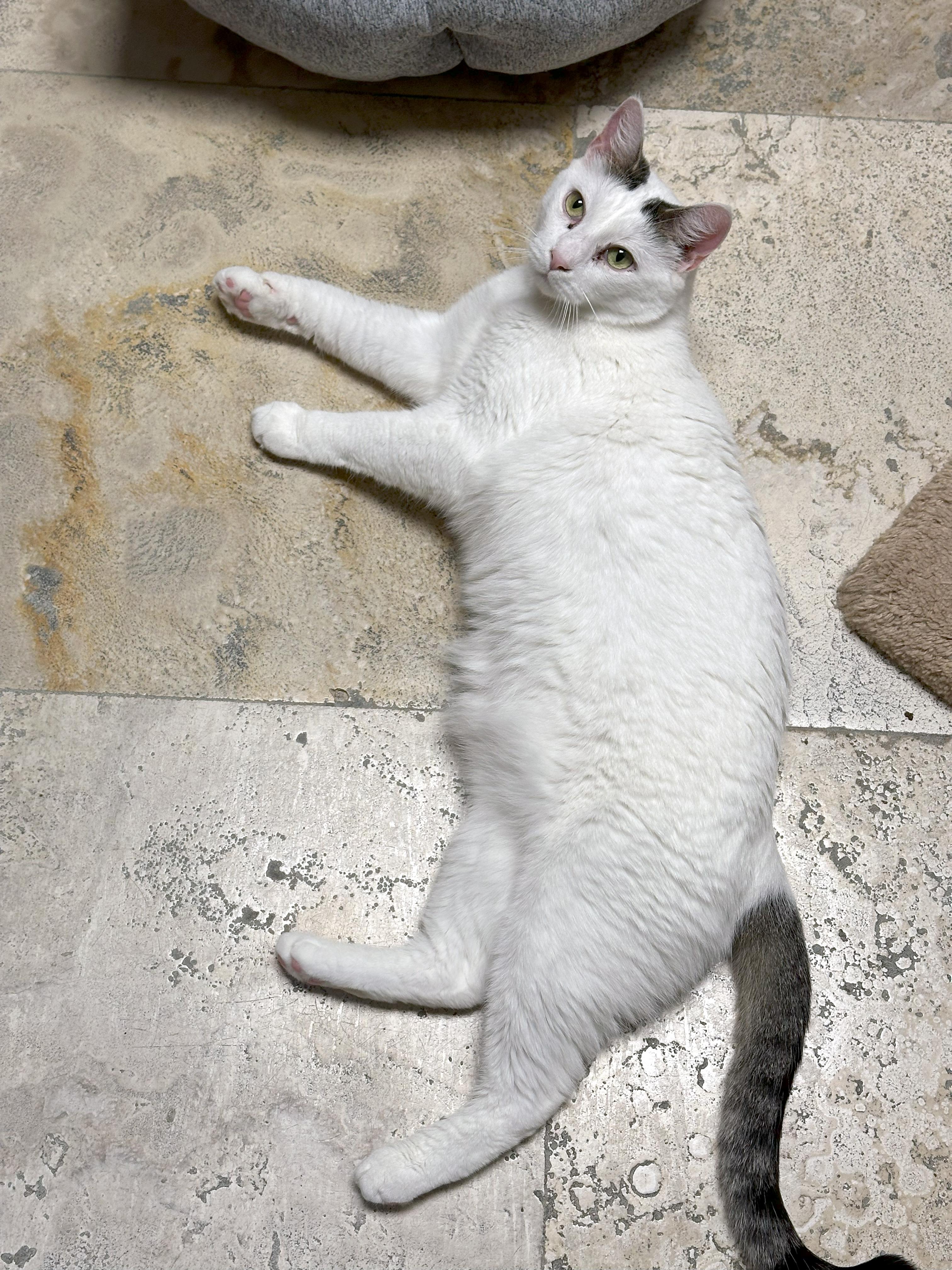 Enlarge Headlight, a Adoptable Domestic Short Hair in Crystal Lake, IL image 6/6