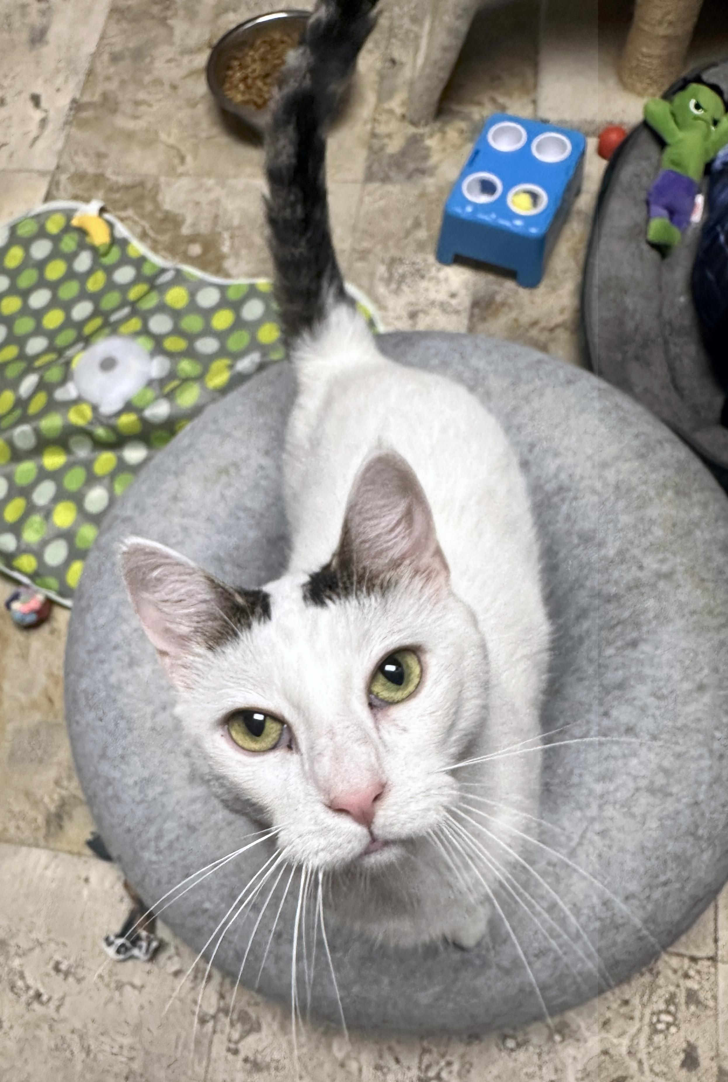 Enlarge Headlight, a Adoptable Domestic Short Hair in Crystal Lake, IL image 5/6