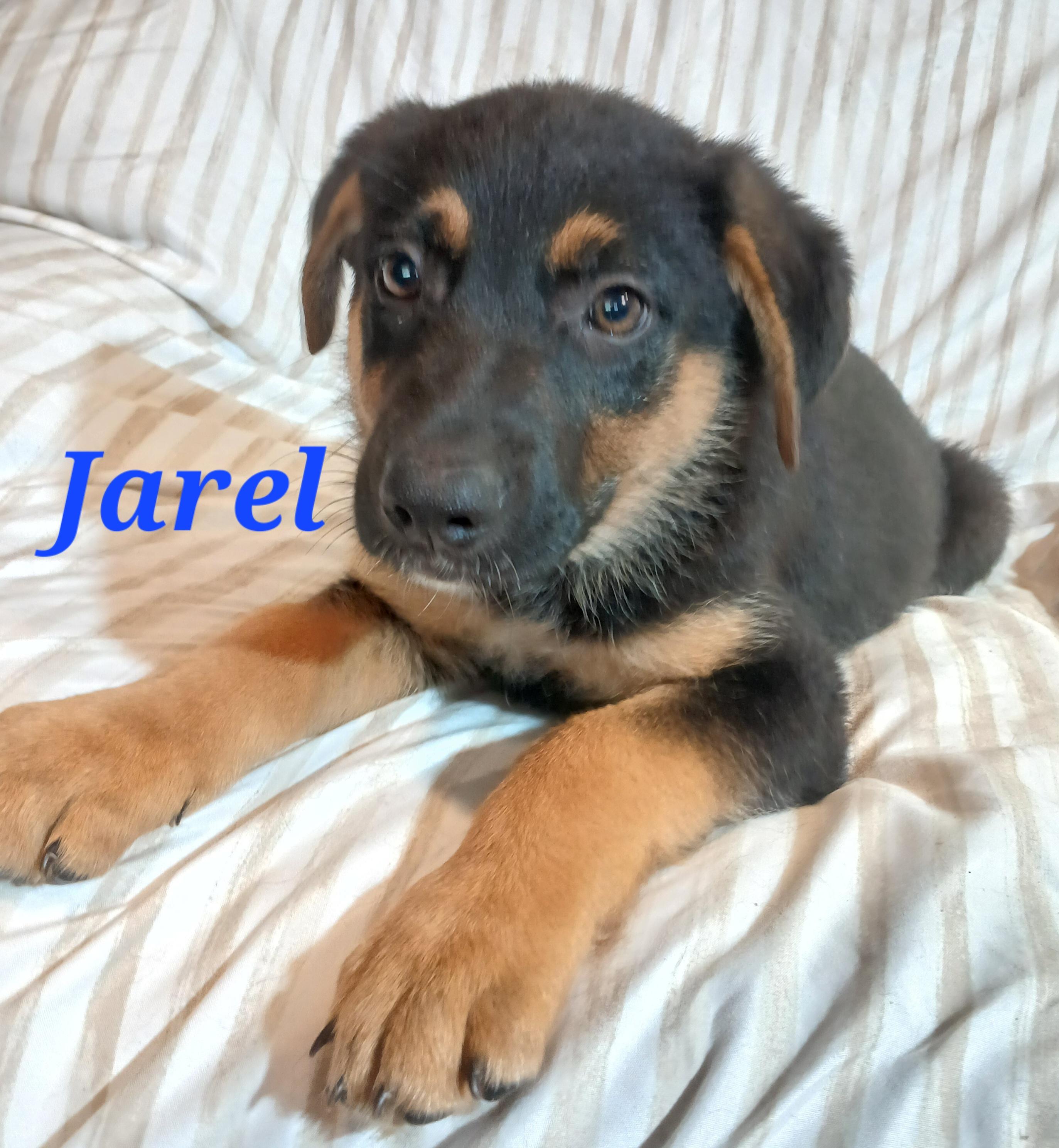 Enlarge Jarel, an adopted mixed breed in Rome, GA image 1/1