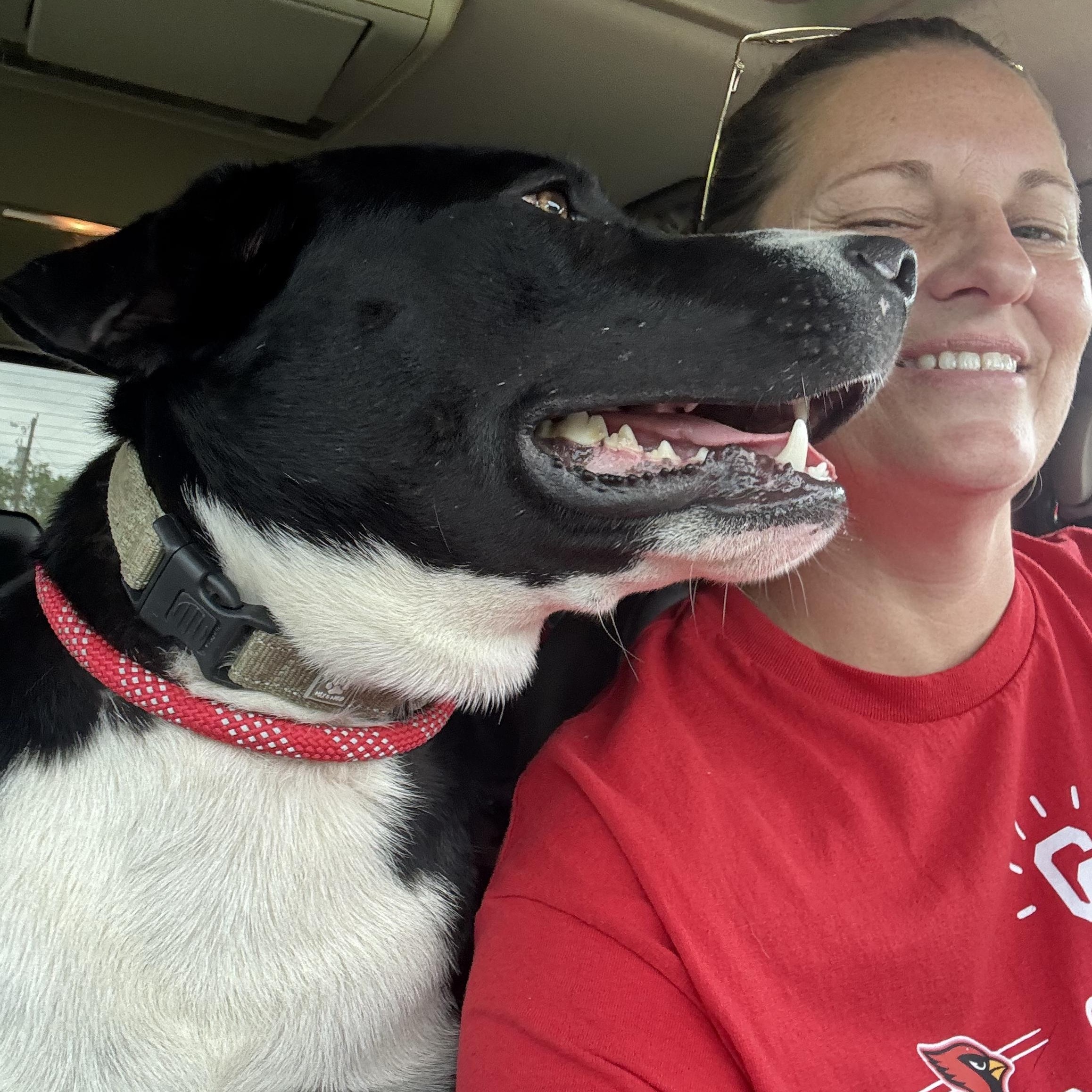 ELI (Loves People, Giant Sweet Baby, Loves to Ride, Loving & Affectionate), a Adoptable mixed breed in Pensacola, FL image 4/6