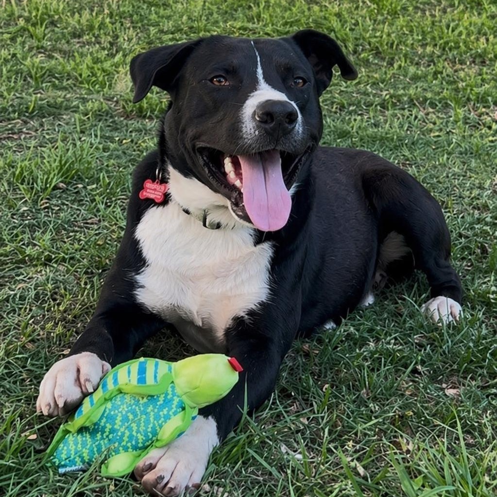 ELI (Loves People, Giant Sweet Baby, Loves to Ride, Loving & Affectionate), a Adoptable mixed breed in Pensacola, FL image 1/6
