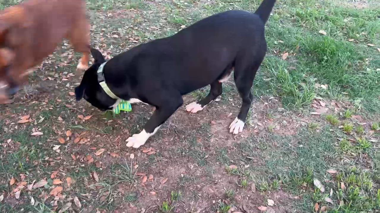 Enlarge ELI  (Loves People, Giant Sweet Baby, Loves to Ride, Loving & Affectionate), a Adoptable mixed breed in Pensacola, FL video 2/6