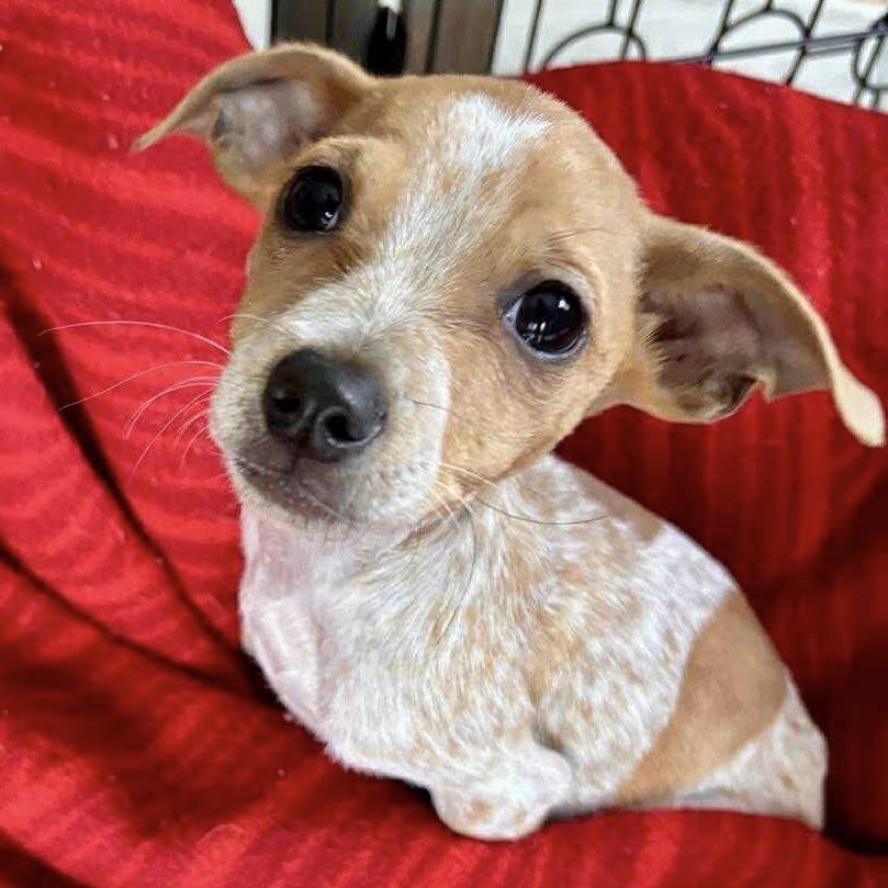 Mel, adopted, Puppy Male Terrier & Chihuahua.