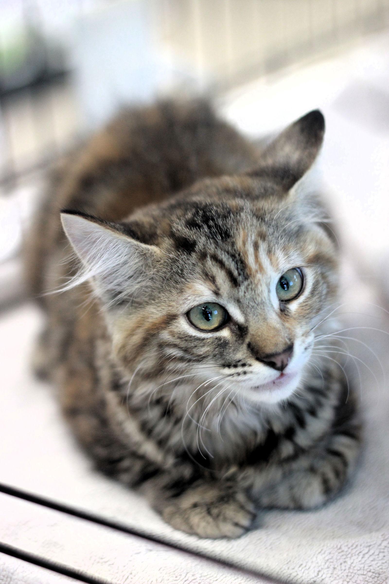 Tammy Taylor, Adopted, Young Female Domestic Medium Hair.