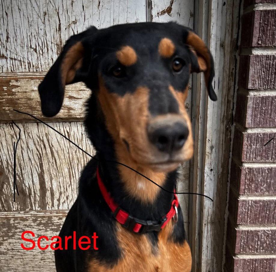 Scarlet Adopt or Foster, Adoptable, Young Female Doberman Pinscher & Rottweiler.