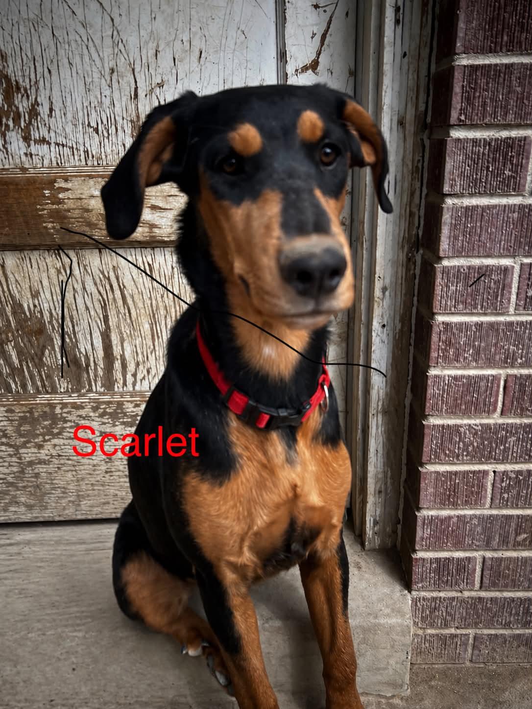Scarlet Adopt or Foster, Adoptable, Young Female Doberman Pinscher & Rottweiler.