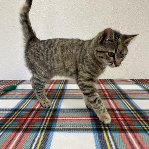 Louise, a ADOPTABLE Domestic Short Hair in Red Wing, MN image 4/4