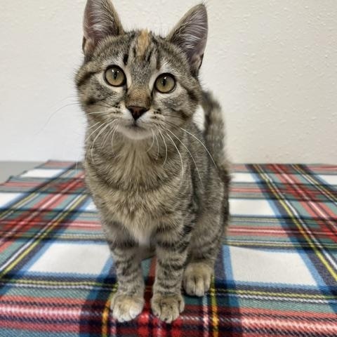 Louise, a ADOPTABLE Domestic Short Hair in Red Wing, MN image 3/4