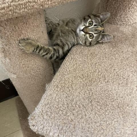 Louise, a ADOPTABLE Domestic Short Hair in Red Wing, MN image 2/4
