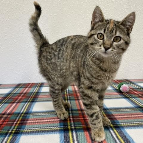 Louise, a ADOPTABLE Domestic Short Hair in Red Wing, MN image 1/4