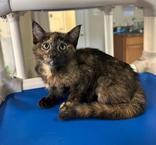 Goldie, ADOPTABLE, Young Female Domestic Short Hair.