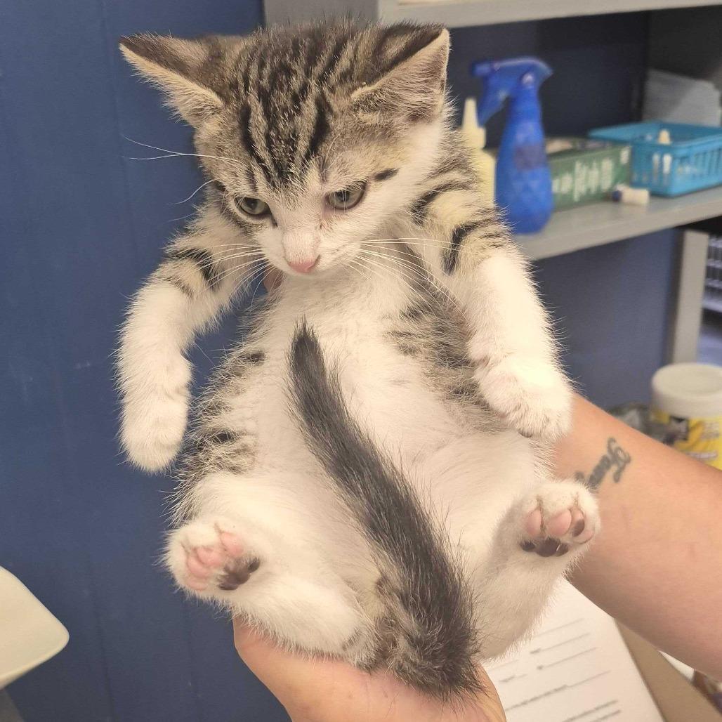 Tony, Adoptable, Kitten Male Domestic Short Hair.