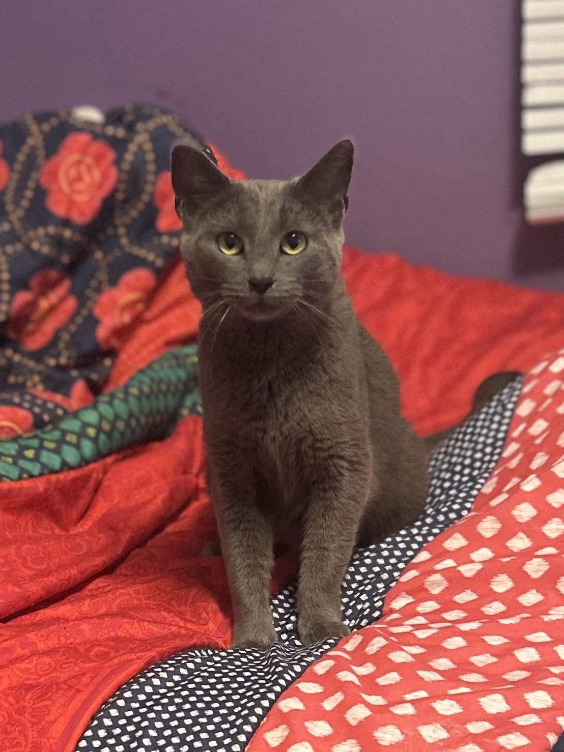 Momma, a ADOPTABLE Domestic Short Hair in Cleveland, OH image 3/6