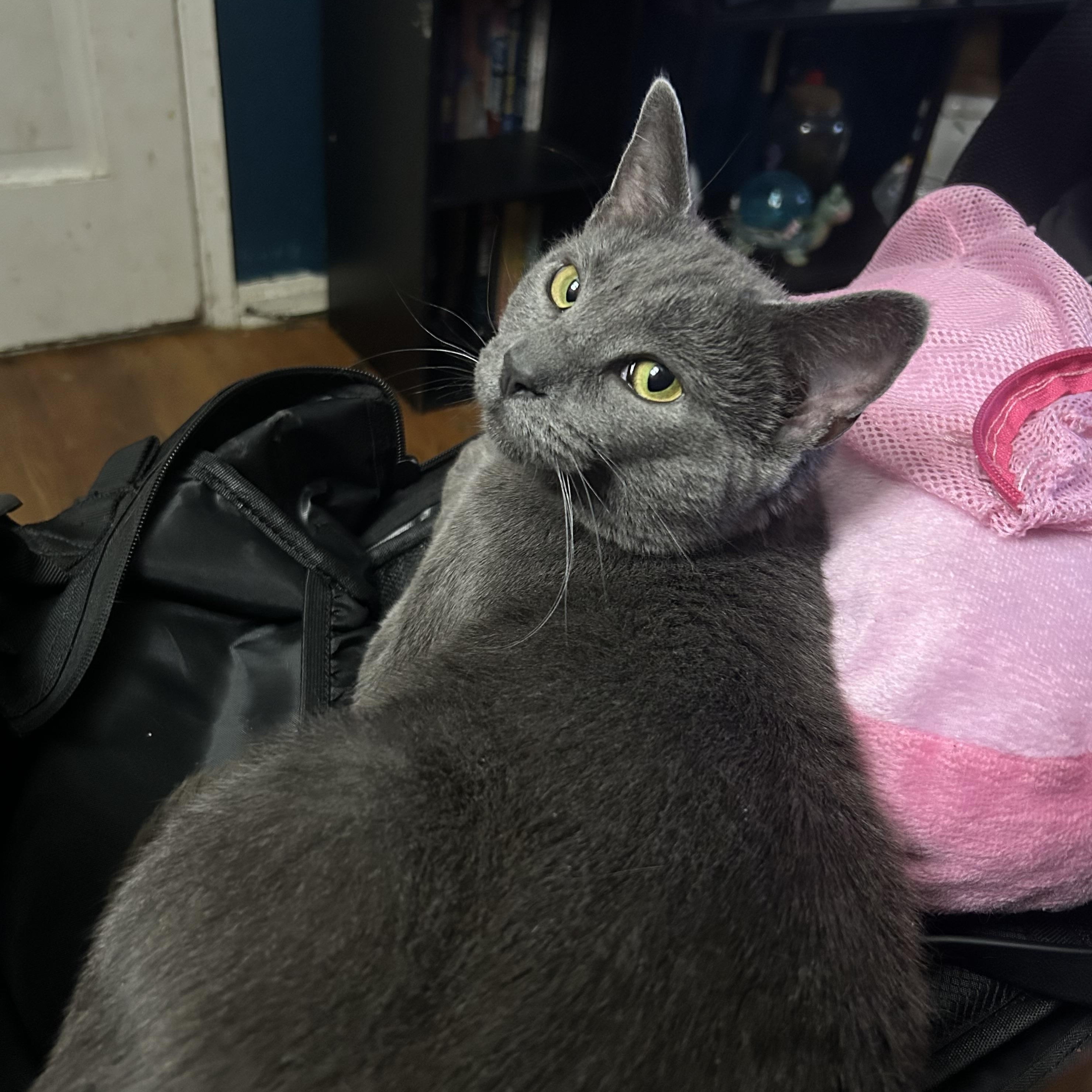 Momma, a ADOPTABLE Domestic Short Hair in Cleveland, OH image 2/6