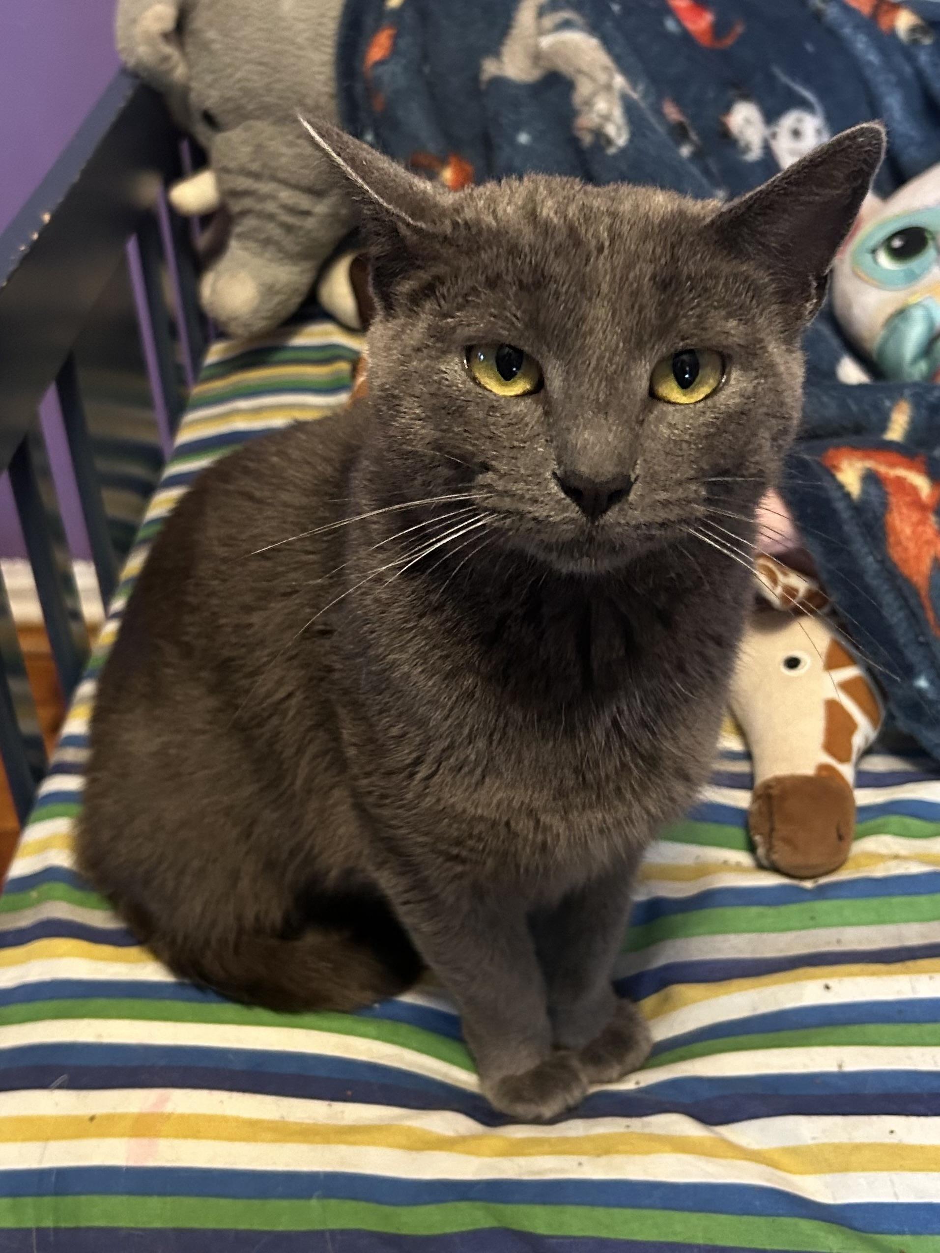 Momma, ADOPTABLE, Young Female Domestic Short Hair.