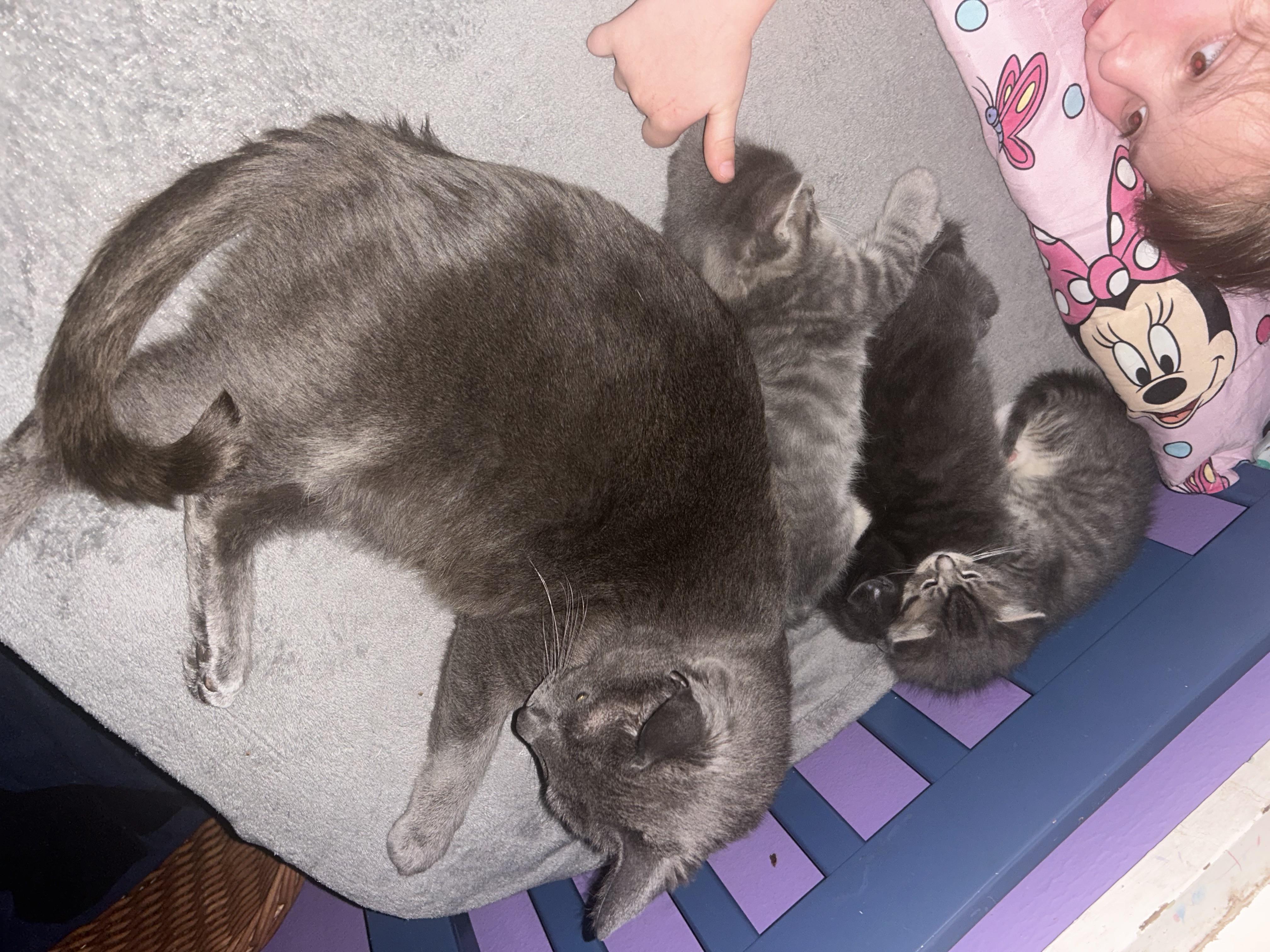 Momma, a ADOPTABLE Domestic Short Hair in Cleveland, OH image 5/6