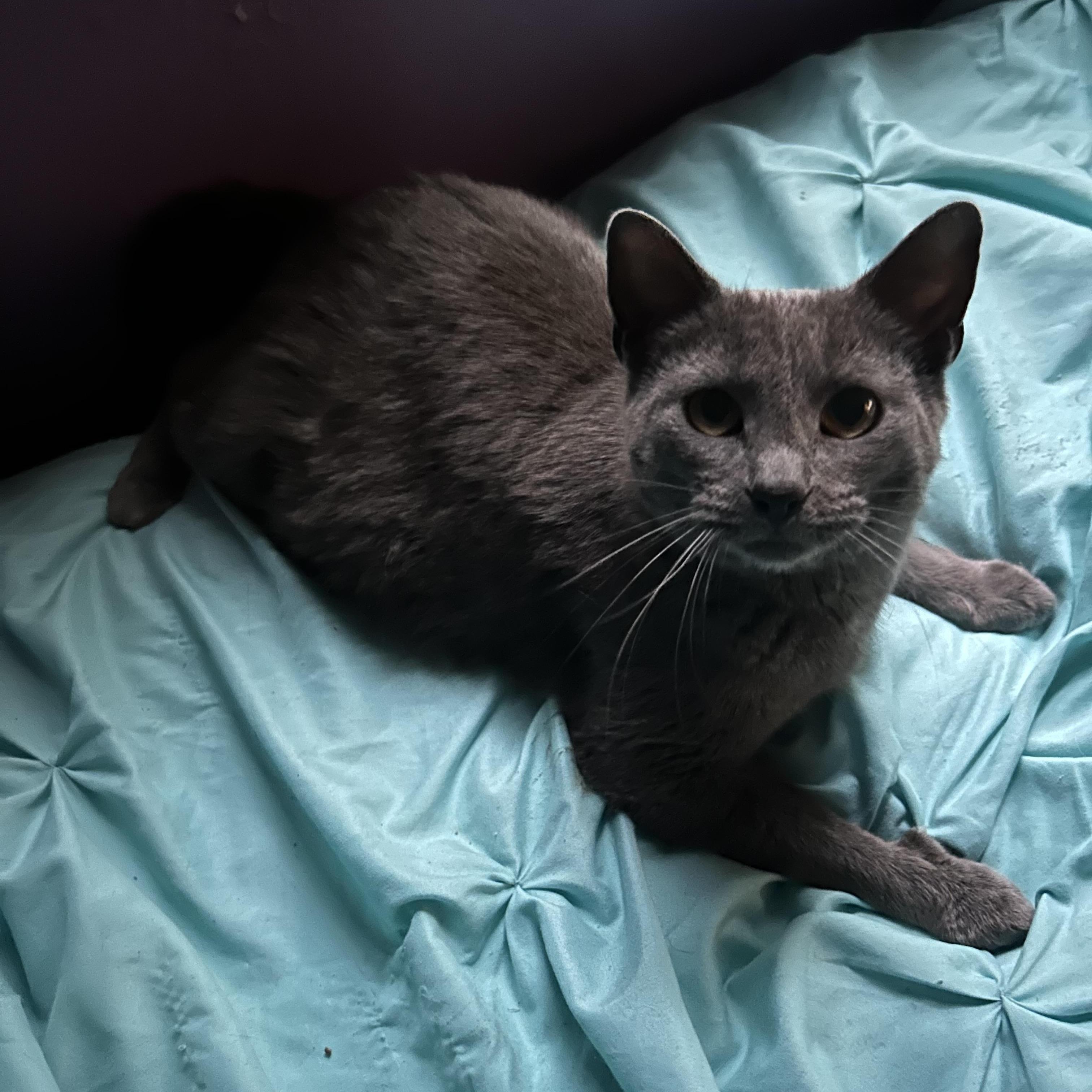 Momma, a ADOPTABLE Domestic Short Hair in Cleveland, OH image 4/6