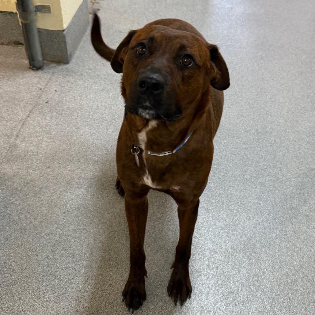 Enlarge Angel, a Adoptable Mixed Breed in Cedaredge, CO image 1/6