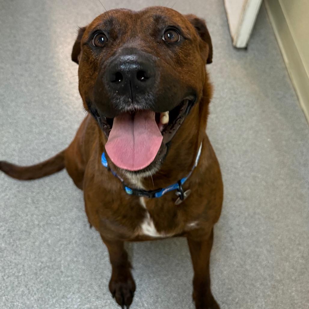 Enlarge Angel, a Adoptable Mixed Breed in Cedaredge, CO image 2/6