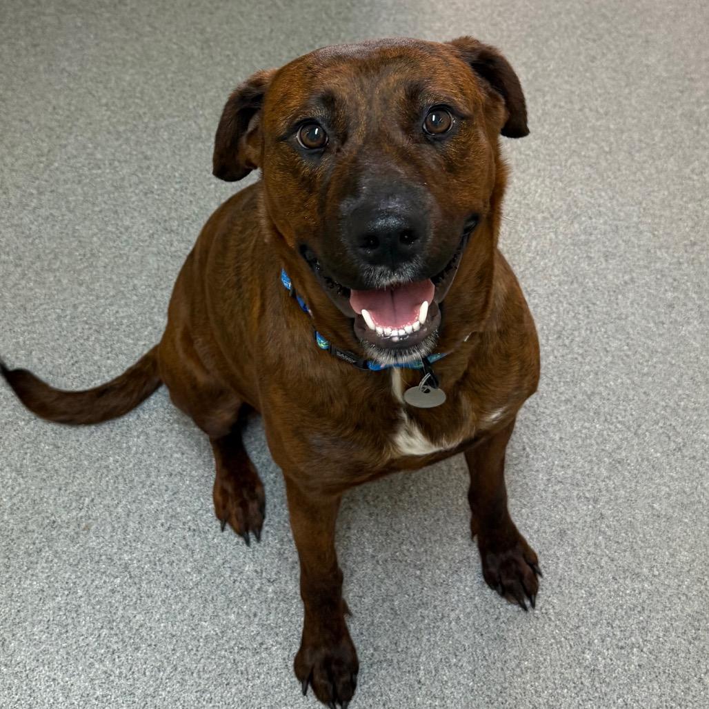Enlarge Angel, a Adoptable Mixed Breed in Cedaredge, CO image 3/6