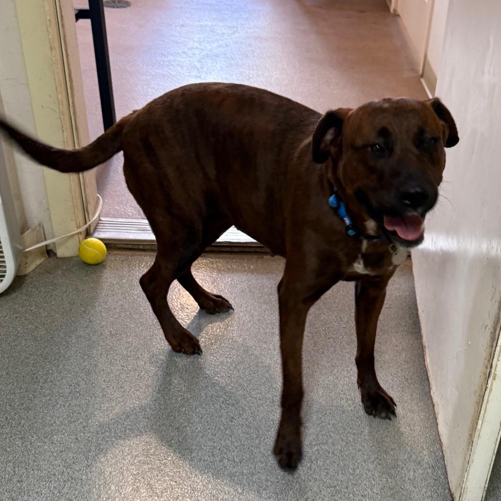 Enlarge Angel, a Adoptable Mixed Breed in Cedaredge, CO image 4/6