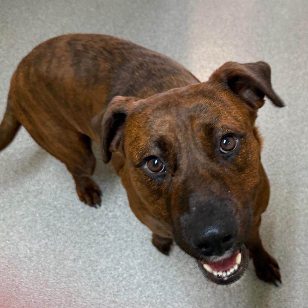 Enlarge Angel, a Adoptable Mixed Breed in Cedaredge, CO image 5/6