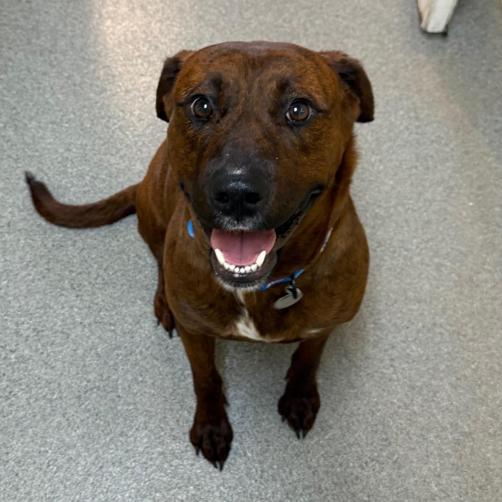 Enlarge Angel, a Adoptable Mixed Breed in Cedaredge, CO image 6/6