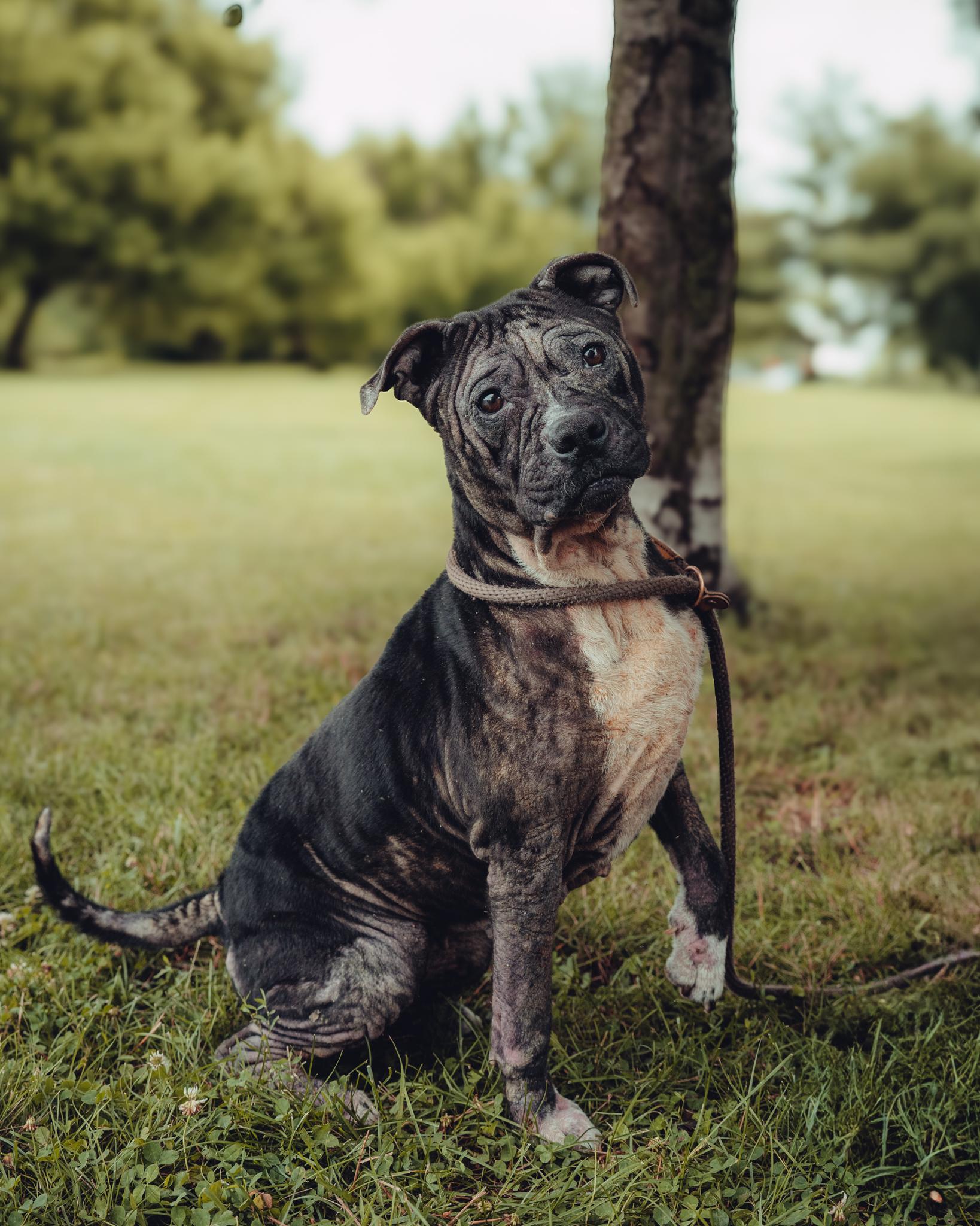 Pearl (in a FOSTER home), Adoptable, Adult Female Pit Bull Terrier.