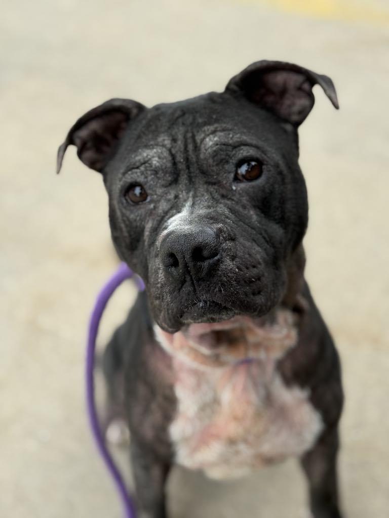Enlarge Pearl (in a FOSTER home), a Adoptable Pit Bull Terrier in Springfield, IL image 3/5