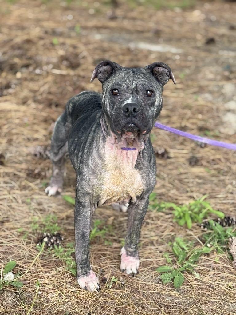 Enlarge Pearl (in a FOSTER home), a Adoptable Pit Bull Terrier in Springfield, IL image 4/5