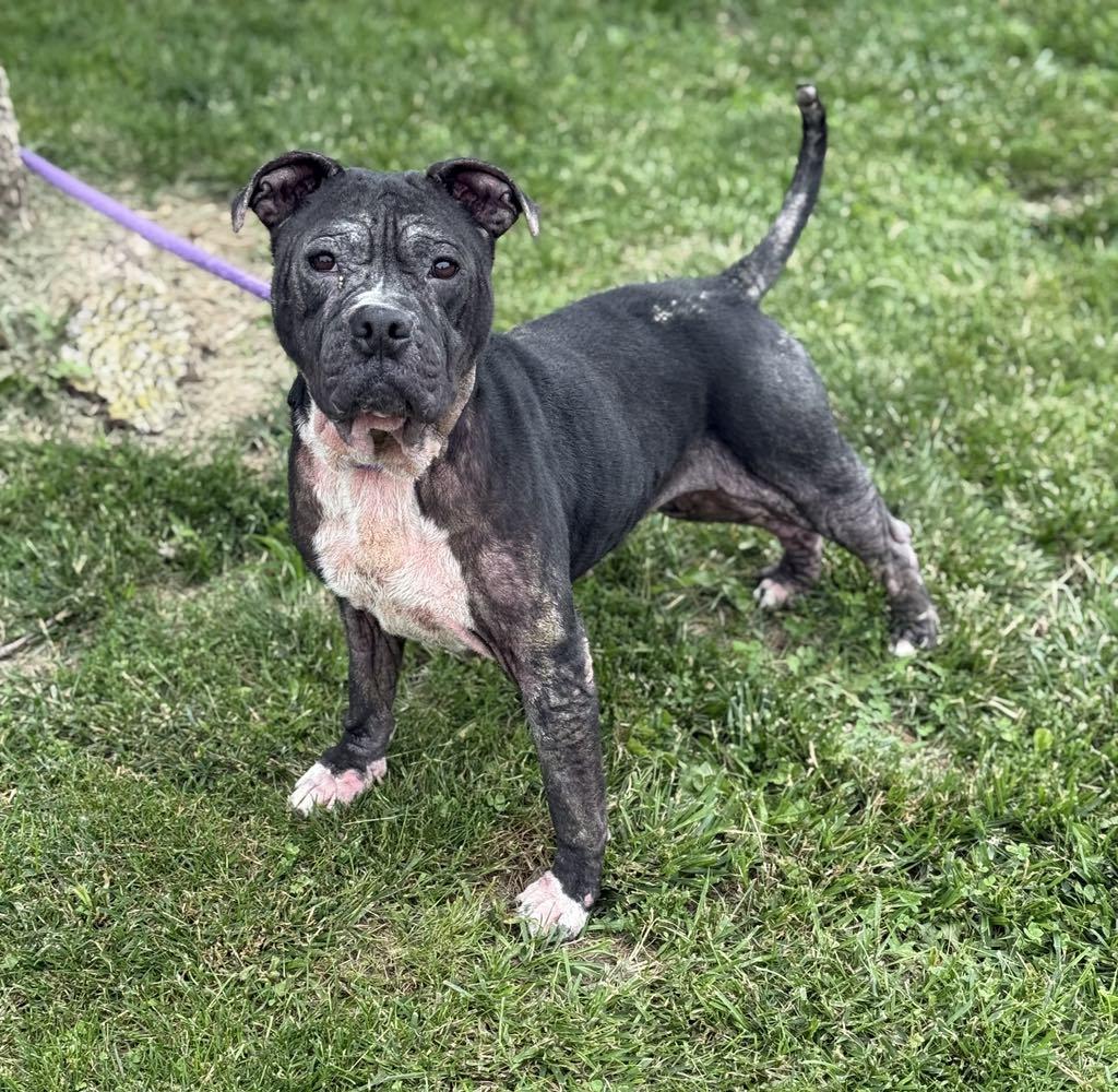 Enlarge Pearl (in a FOSTER home), a Adoptable Pit Bull Terrier in Springfield, IL image 2/5