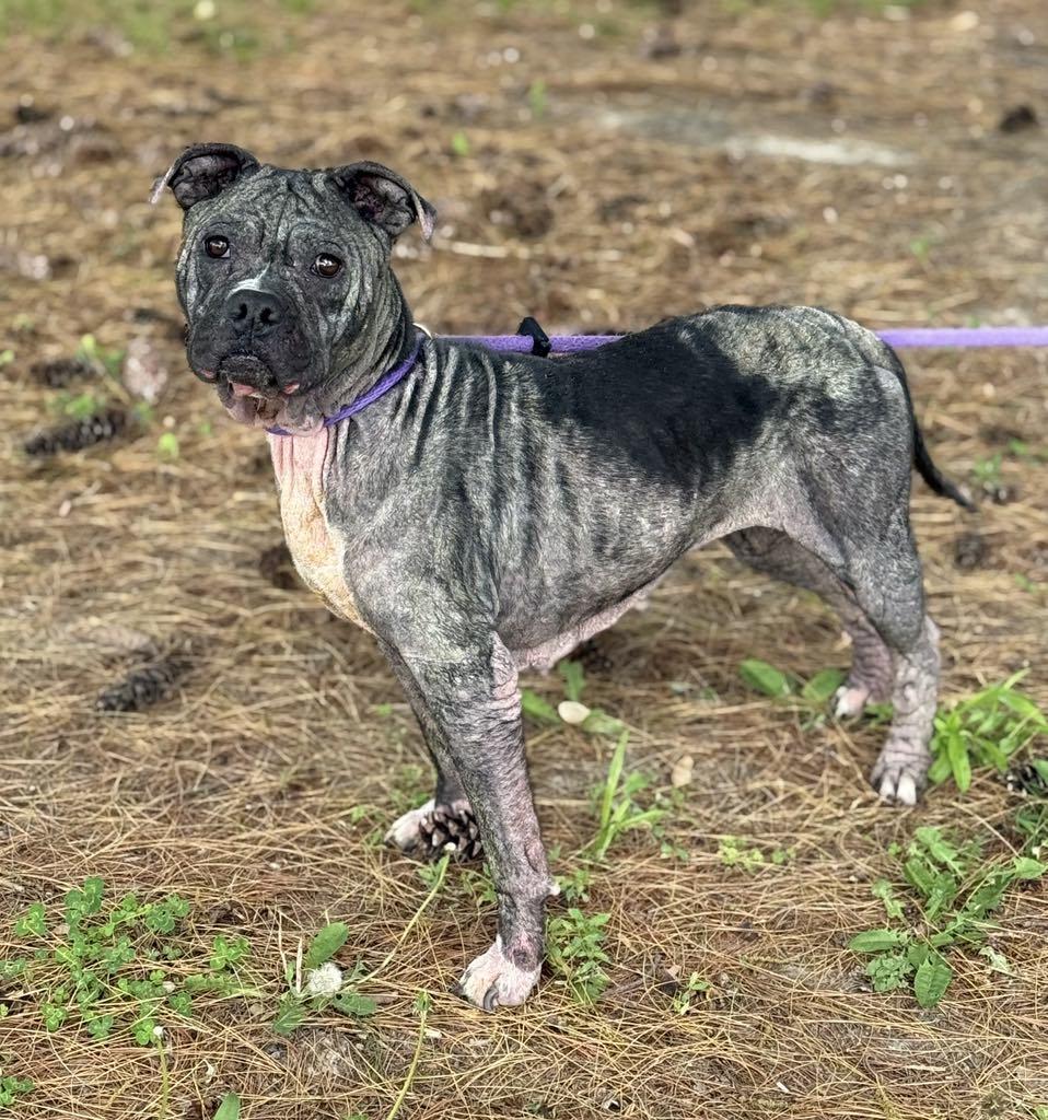 Enlarge Pearl (in a FOSTER home), a Adoptable Pit Bull Terrier in Springfield, IL image 5/5