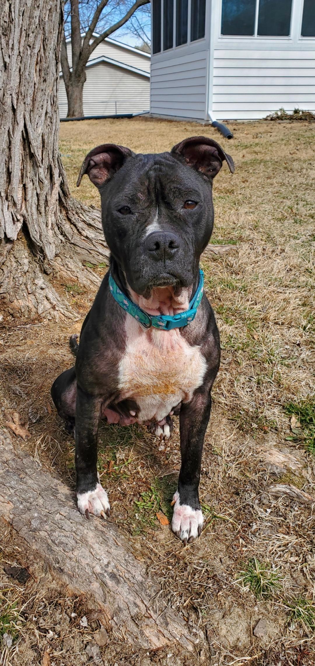 Enlarge Pearl (in a FOSTER home), a Adoptable Pit Bull Terrier in Springfield, IL image 1/5