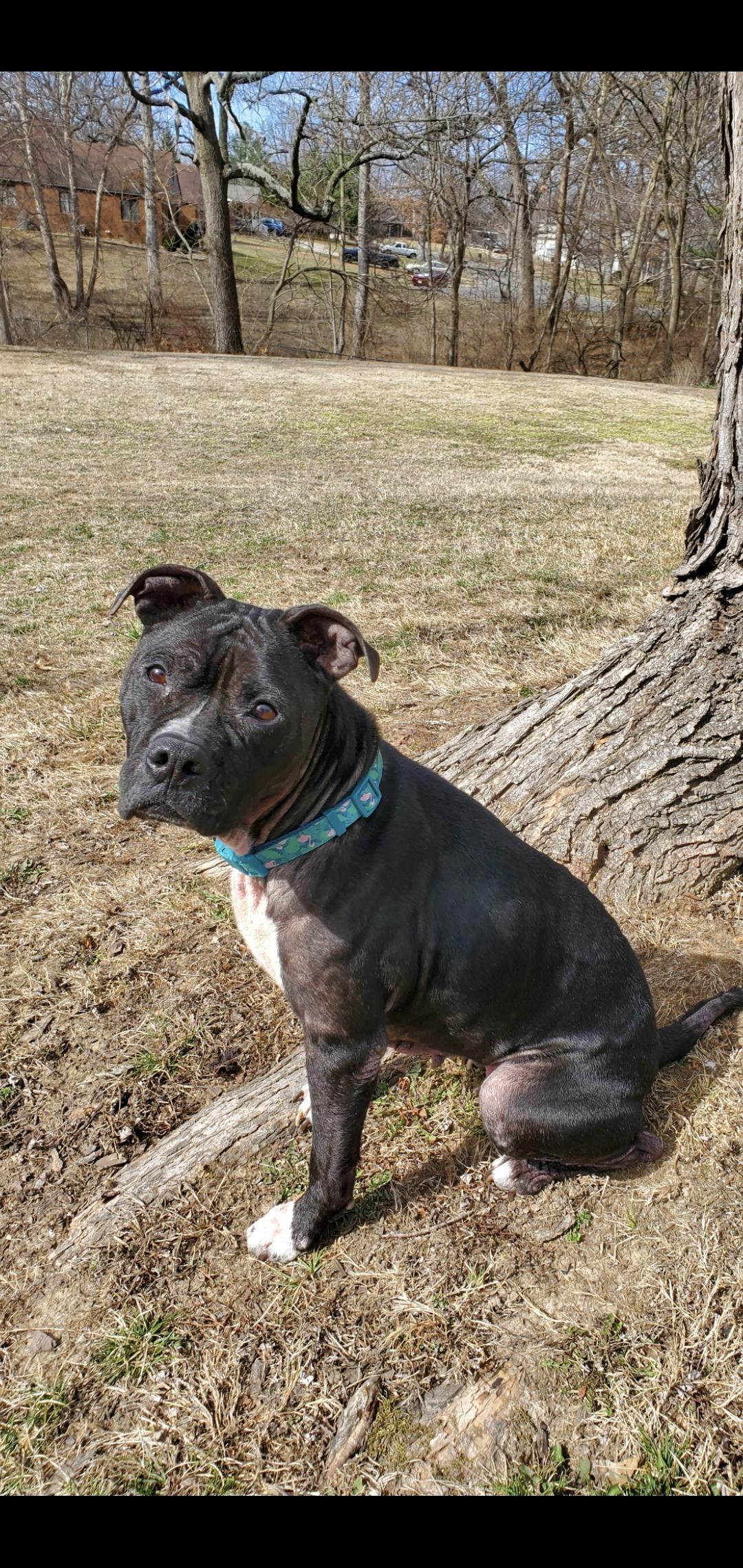 Enlarge Pearl (in a FOSTER home), a Adoptable Pit Bull Terrier in Springfield, IL image 2/5