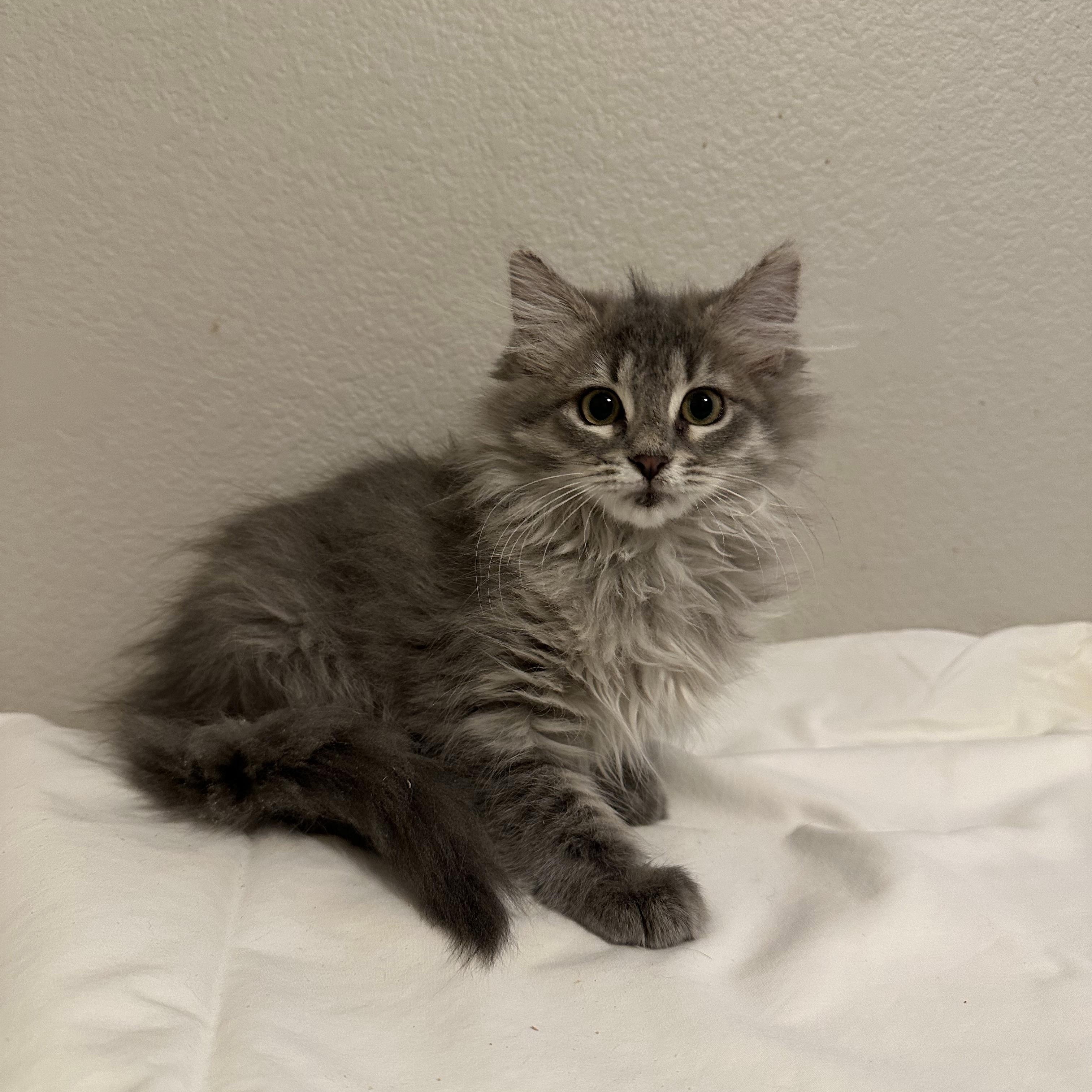 Enlarge Izzie, an adopted mixed breed in queen creek, AZ image 1/1