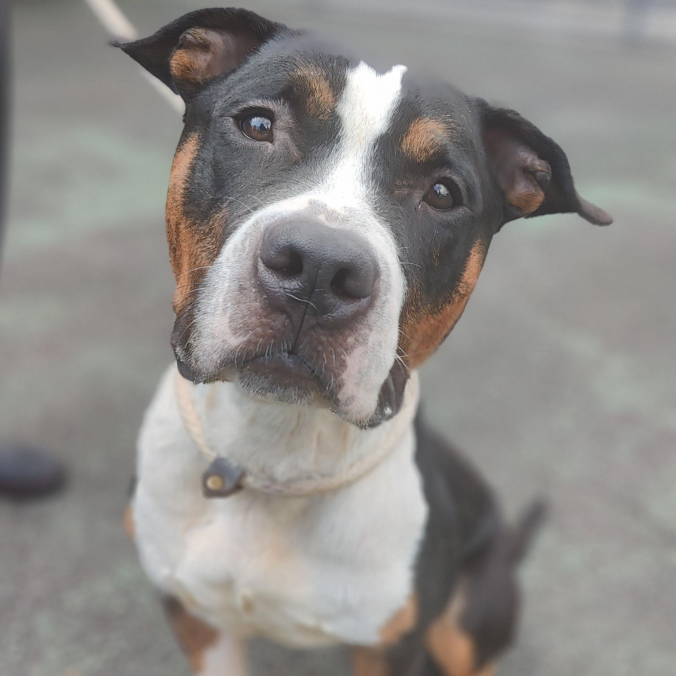 Bryant, ADOPTABLE, Adult Male Pit Bull Terrier.