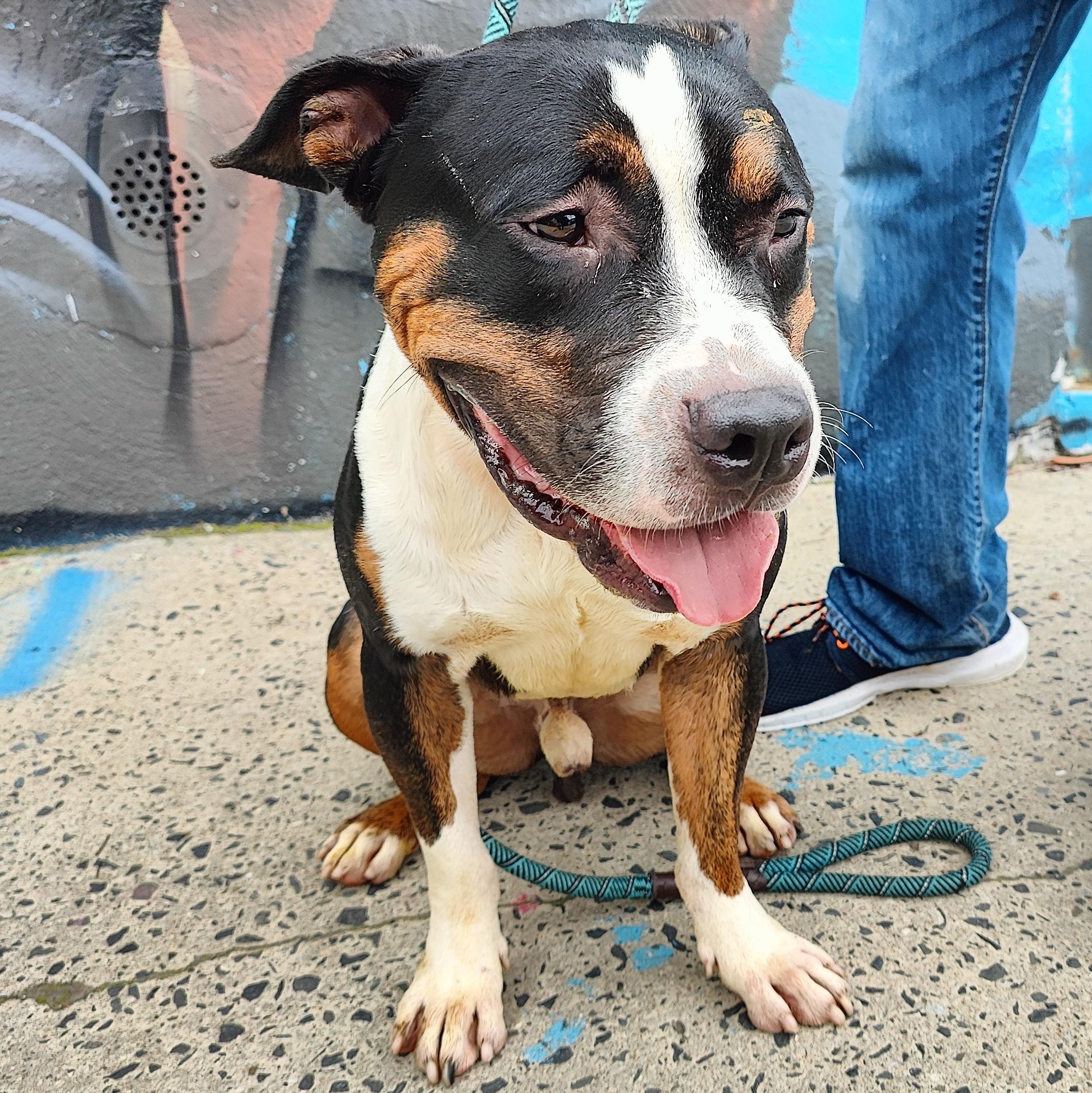 Enlarge Bryant, a ADOPTABLE Pit Bull Terrier in Jersey city, NJ image 2/2