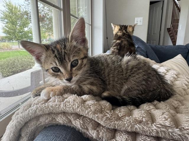Enlarge Tilly, a Adopted Domestic Short Hair in Denver, CO image 2/6