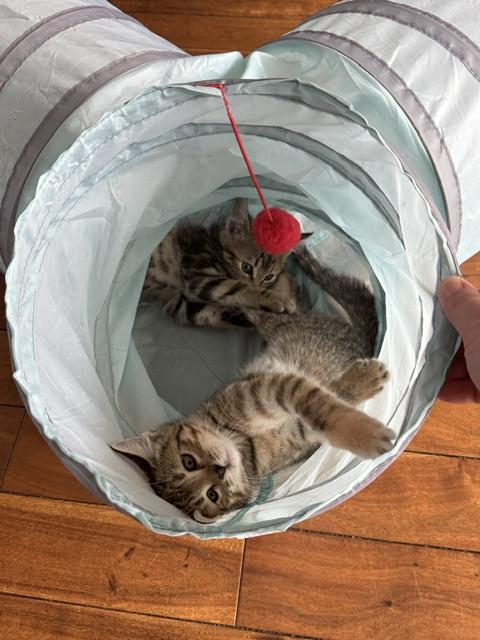Enlarge Tilly, a Adopted Domestic Short Hair in Denver, CO image 5/6