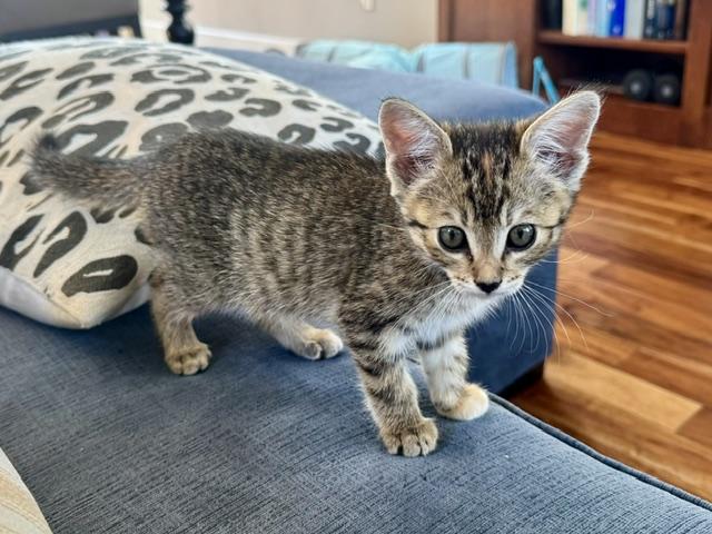 Enlarge Tilly, a Adopted Domestic Short Hair in Denver, CO image 1/6