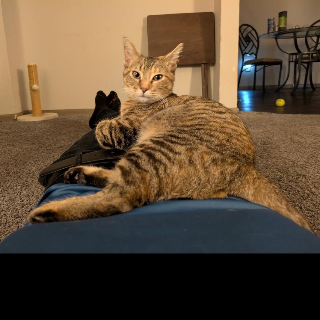 Riley " Female Tabico Young and Playful", a Adoptable mixed breed in Flower Mound, TX image 1/5