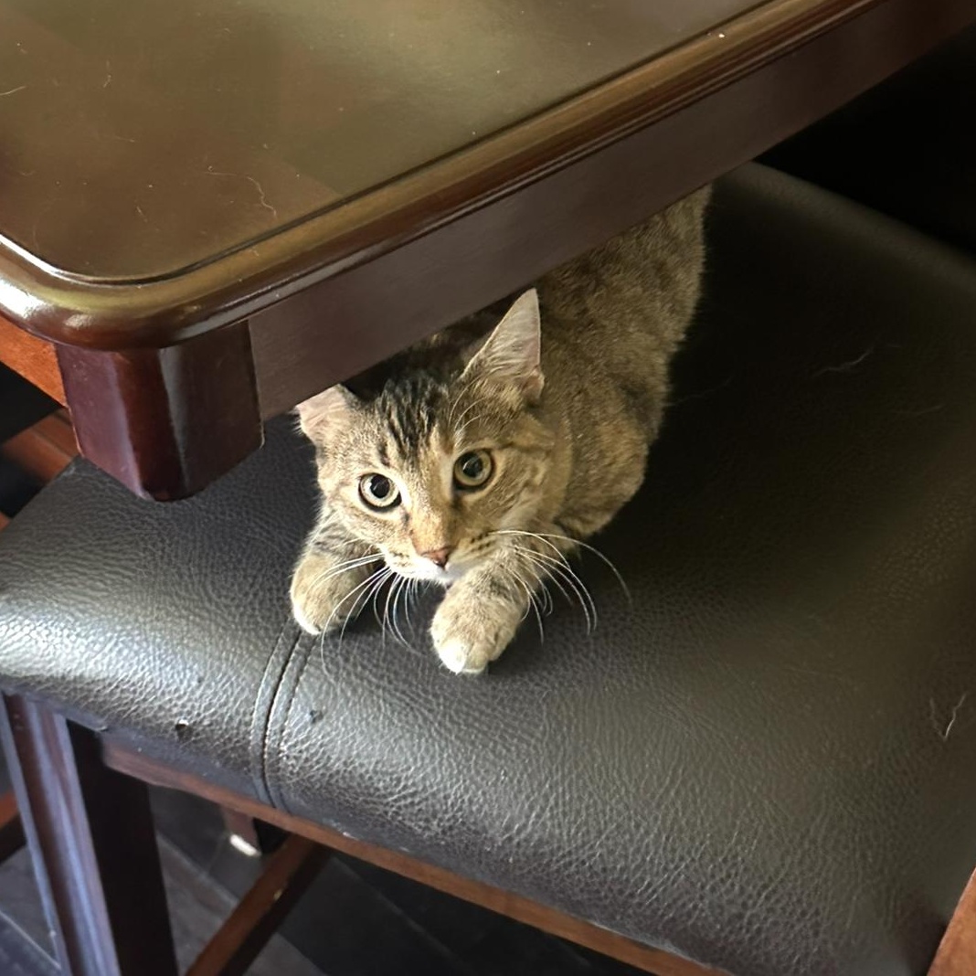 Riley " Female Tabico Young and Playful", a Adoptable mixed breed in Flower Mound, TX image 2/5