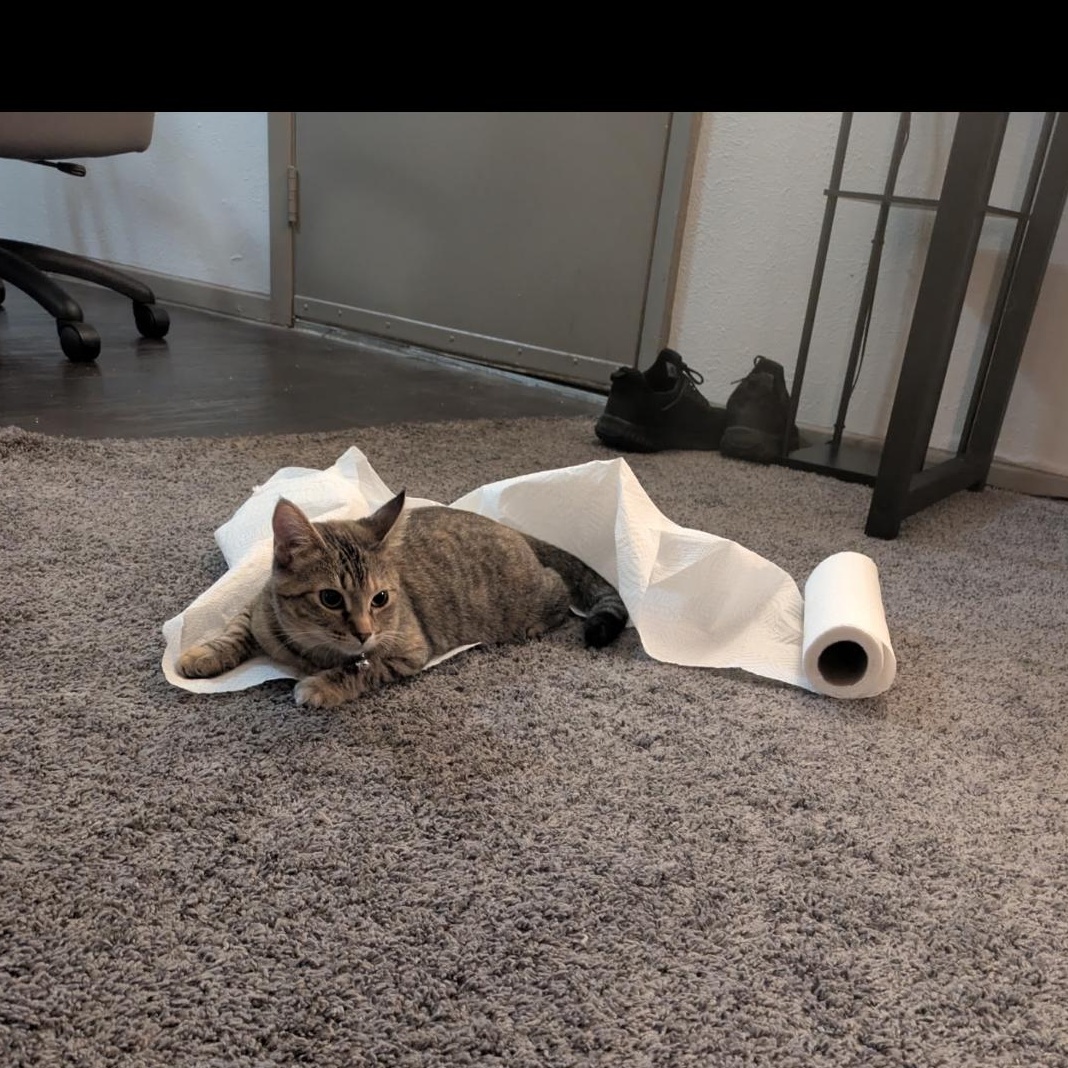 Riley " Female Tabico Young and Playful", a Adoptable mixed breed in Flower Mound, TX image 4/5