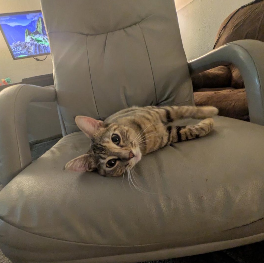 Riley " Female Tabico Young and Playful", a Adoptable mixed breed in Flower Mound, TX image 5/5