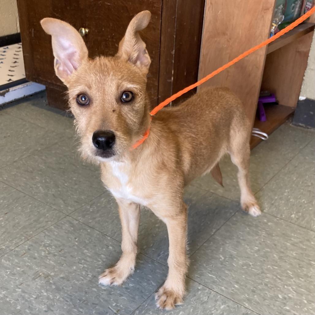 Enlarge Tutu, a Adoptable mixed breed in Sand Springs, OK image 1/3
