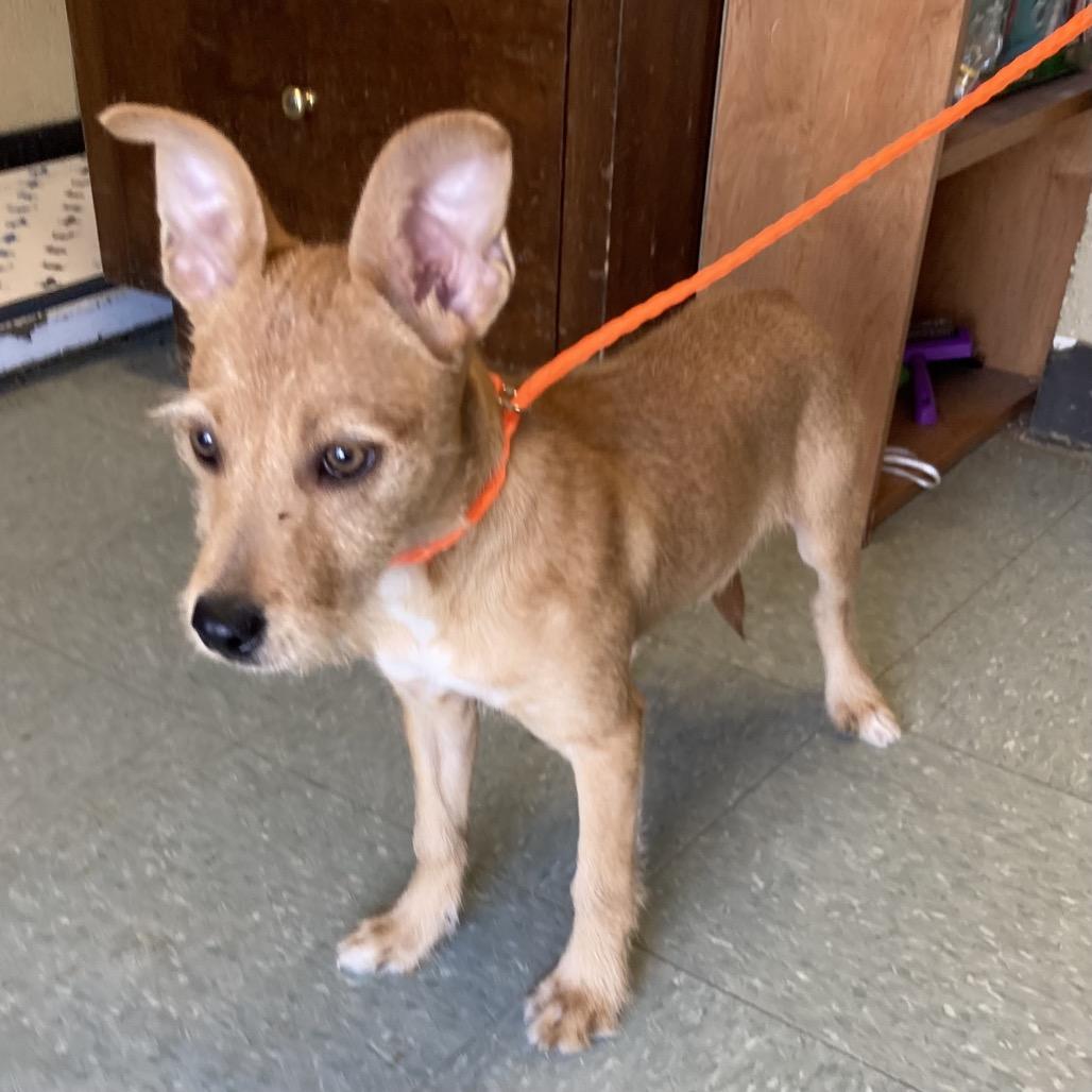Enlarge Tutu, a Adoptable mixed breed in Sand Springs, OK image 2/3