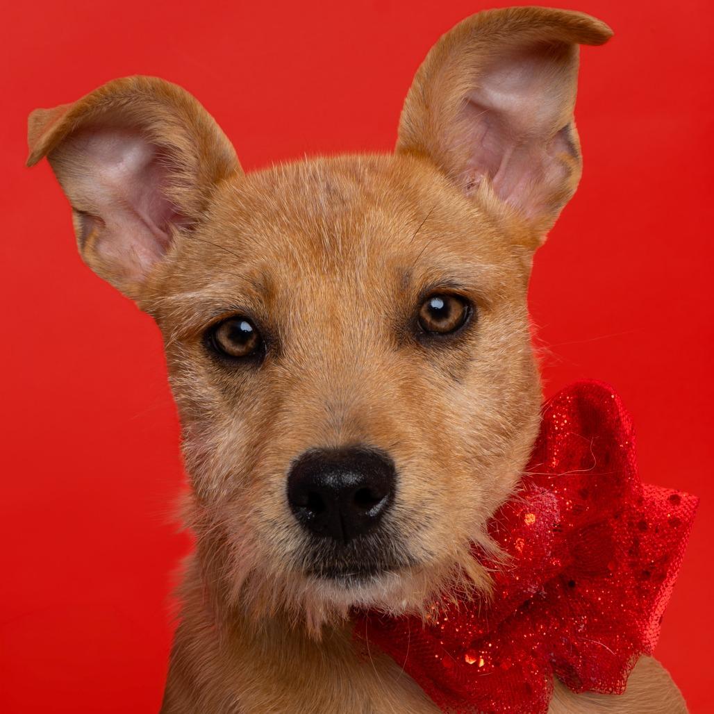Enlarge Tutu, a Adoptable mixed breed in Sand Springs, OK image 3/3
